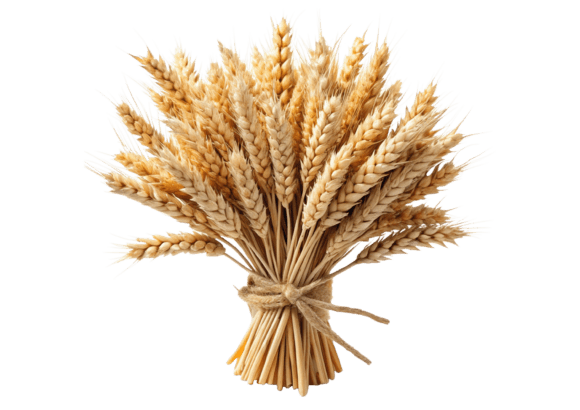 Wheat Ears Collection 3d Icon Graphics and Illustrations Review